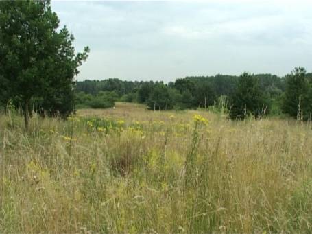 Museum Insel Hombroich : Landschaft etwas ansteigend